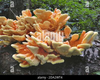Das Huhn des Waldes, Aulphur polypore, Schwefel-Regal (Laetiporus sulfureus), auf einem gefallenen Kirschbaum, Deutschland Stockfoto