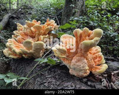 Das Huhn des Waldes, Aulphur polypore, Schwefel-Regal (Laetiporus sulfureus), auf einem gefallenen Kirschbaum, Deutschland Stockfoto