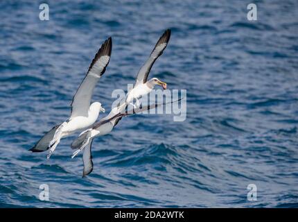 Nördlicher Bullers Albatross, Bullers Albatross, Bullers Mollymawk (Thalassarche bulleri platei, Thalassarche platei), kämpfend im Flug mit einem Stockfoto