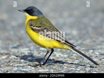 Dunkelköpfiger Wagtail, grauer Wagtail, Gelbe Bachstelze (Motacilla flava thunbergi, Motacilla thunbergi), erwachsener Rüde auf dem Boden stehend, gesehen Stockfoto