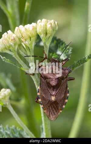 Waldkäfer (Pentatoma rufipes), sitzt auf einem Blütenstand, Deutschland Stockfoto