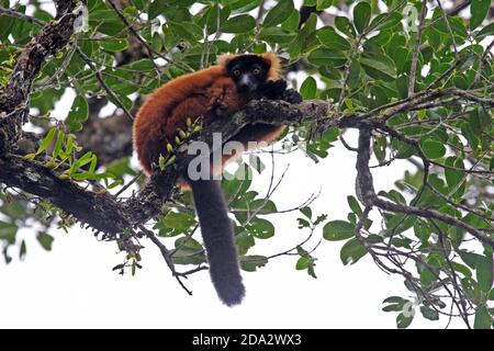 Roter geraffter Lemur (Varecia variegata rubra, Varecia rubra), sitzend auf einem Ast in einem Baum, Madagaskar, Masoala Stockfoto