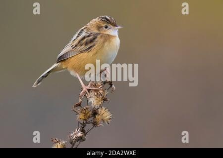 Zitting cisticola (Cisticola juncidis), sitzend auf getrockneten Blütenstand, Italien, Piana fiorentina Stockfoto