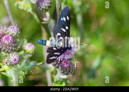 Gelbbeliger burnett (Syntomis phegea, Amata phegea), sitzt auf einer Blume, Deutschland Stockfoto