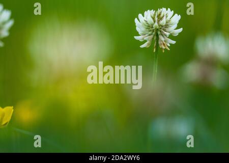 Weißer Klee (Trifolium repens), blühend auf einer Wiese, Niederlande, Drenthe Stockfoto
