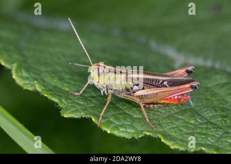 Gestreifte Heuschrecke, gefütterte Heuschrecke (Stenobothrus lineatus), männlich, Deutschland Stockfoto