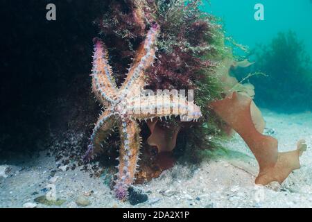 Ein großer stacheliger Meeresstern (Marthasterias glacialis), der auf dem Riff sitzt. Stockfoto