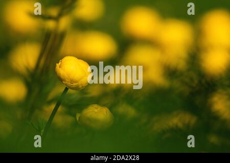 Europäische Globeblume, Globe Flower (Trollius europaeus), Blooming, Schweiz, Wallis Stockfoto