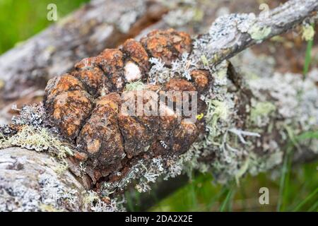 Zirbenkiefer, Zirbenkiefer (Pinus cembra), Harz am Stamm einer Zirbenkiefer, Deutschland Stockfoto