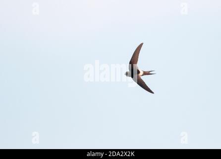 Weißrumpelflinte (Apus Caffer), im Flug, Spanien, Setefilla Stockfoto