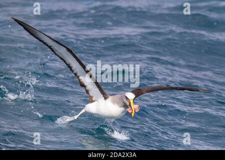 Northern Buller's Albatross, Buller's Albatross, Buller's mollymawk (Thalassarche bulleri platei, Thalassarche platei), ausgehend vom Wasser mit Stockfoto