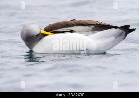 Northern Buller's Albatross, Buller's Albatross, Buller's mollymawk (Thalassarche bulleri platei, Thalassarche platei), schwimmt auf dem Meer und Stockfoto