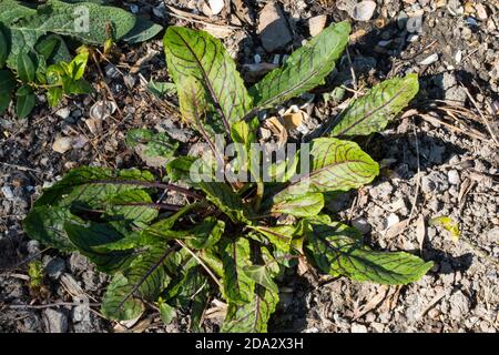 Holzdock, rote Weindock (Rumex sanguineus), Grubenblätter, Niederlande, Friesland Stockfoto