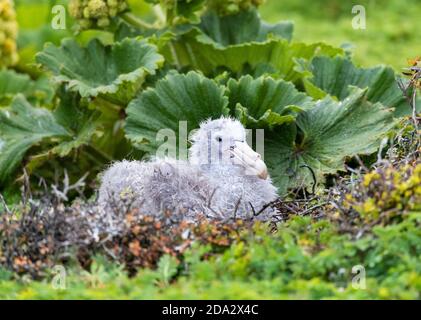 Nördlicher Riesensturmvogel, Riesensturmvogel, Halls Riesensturmvogel (Macronectes halli), Küken, die auf seinem Nest sitzen, Neuseeland, Antipoden-Inseln Stockfoto