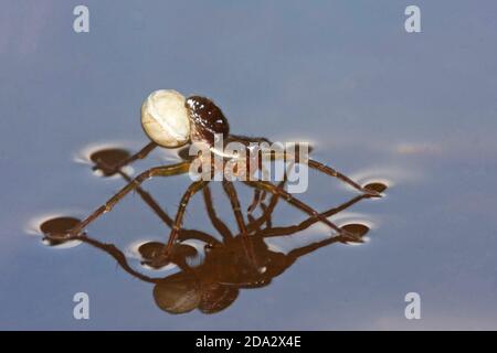 Piratenspinne (Pirata piraticus), Weibchen mit Kokon auf Wasseroberfläche, Deutschland Stockfoto