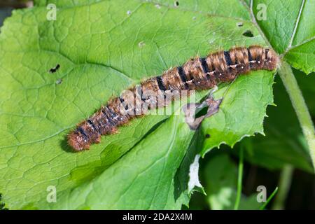 Eiche eggar (Lasiocampa quercus, Lasiocampa scopolii), Raupe auf einem Blatt, Deutschland Stockfoto