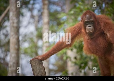 Central Kalimantan, Februar 2016, Pongo pygmaeus, Borneo orangutan im Dschungel. Stockfoto