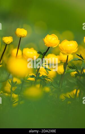 Europäische Globeblume, Globe Flower (Trollius europaeus), Blooming, Schweiz, Wallis Stockfoto