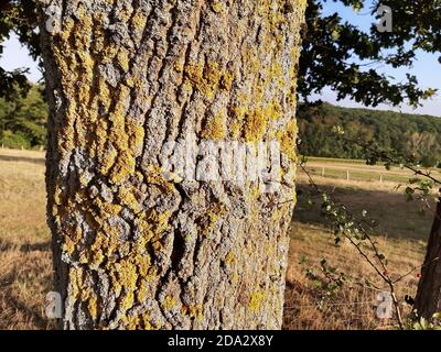 Flechten auf der Rinde einer Eiche auf dem Feld, Deutschland Stockfoto