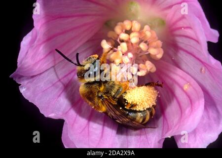 Eucera (Tetralonia macroglossa, Eucera macroglossa, Tetralonia malvae), weiblich in malva Blume, Deutschland Stockfoto