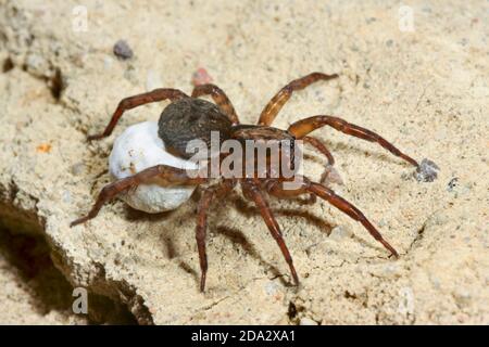 Ground Wolf Spinne (Trochose terracola), Weibchen mit Kokon, Deutschland Stockfoto