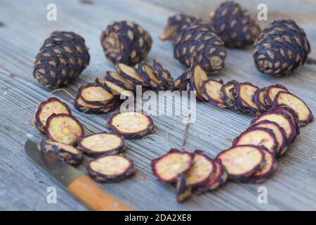 Zirbenkiefer, Zirbenkiefer (Pinus cembra), Herstellung einer Kegelkette, Serienbild 2/10, Deutschland Stockfoto