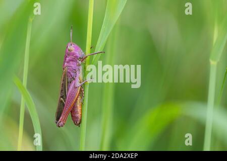 Gestreifte Heuschrecke, gefütterte Heuschrecke (Stenobothrus lineatus), weiblich, Deutschland Stockfoto