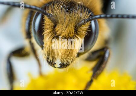 Gemeine Blattschneiderbiene, gemeine Blattschneiderbiene, rosenblattschneidende Biene, Megachile Blattschneiderbiene, Blattschneiderbiene (Megachile centuncularis, Megachile Stockfoto