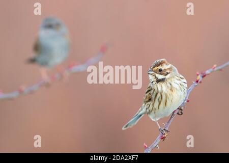 schilfbunting (Emberiza schoeniclus), auf einem Zweig, Dunnock im Hintergrund., Italien, Piana fiorentina Stockfoto