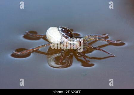 Piratenspinne (Pirata piraticus), Weibchen mit Kokon auf Wasseroberfläche, Deutschland Stockfoto