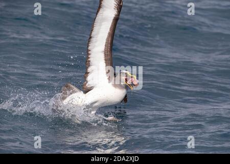 Northern Buller's Albatross, Buller's Albatross, Buller's mollymawk (Thalassarche bulleri platei, Thalassarche platei), ausgehend vom Wasser mit Stockfoto