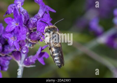 Großer scharfer Schwanz (Coelioxys conoidea), an einer Fliederblüte, Deutschland Stockfoto