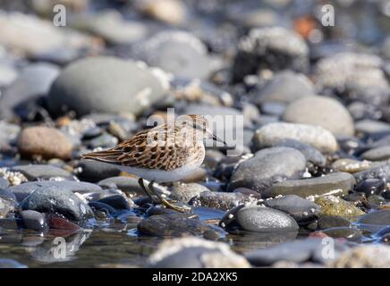 Kleinster Sandpiper (Calidris minutilla), Mittelmorph juveniler Kleinstrandpiper (Calidris minutilla) in frischem Gefieder im Sommer, USA, Alaska, Stockfoto