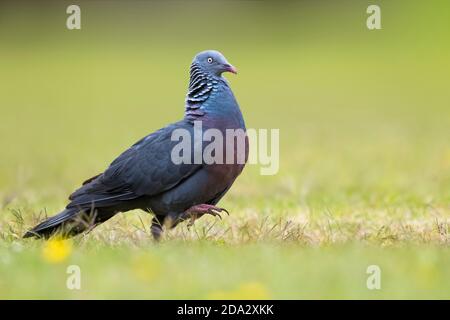 Trocaz Taube, Madeira Lorbeerkaube, langzottelige Taube (Columba trocaz), Wandern auf einer Wiese, Madeira Stockfoto