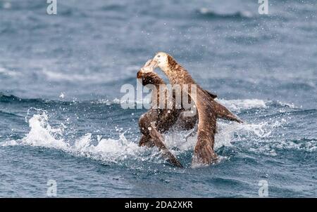 Nördlicher Riesensturmvogel, Riesensturmvogel, Halls Riesensturmvogel (Macronectes halli), zwei nördliche Riesensturmvögel, die auf See kämpfen, Neuseeland, Antipoden Stockfoto