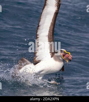 Northern Buller's Albatross, Buller's Albatross, Buller's mollymawk (Thalassarche bulleri platei, Thalassarche platei), ausgehend vom Wasser mit Stockfoto