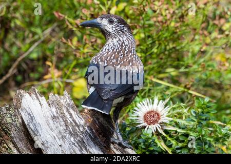 Gefleckte Nussknacker (Nucifraga caryocatactes), auf einer Wurzel, Schweiz, Graubünden, Arosa Stockfoto