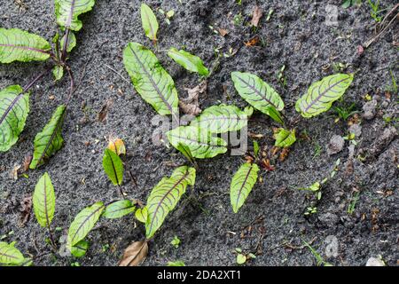 Holzdock, rote Weindock (Rumex sanguineus), Grubenblätter, Niederlande, Friesland Stockfoto