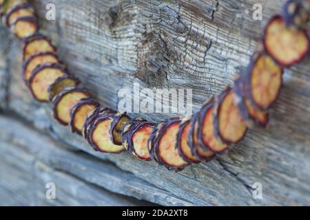 Zirbenkiefer, Zirbenkiefer (Pinus cembra), Herstellung einer Kegelkette, Serienbild 10/10, Deutschland Stockfoto