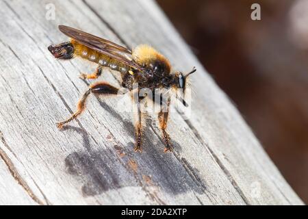 Gelbe Laphria, Hummel-Raubfliege, gelbe Raubfliege, gelbe Assassinfliege, Biene wie Robberfliege, biene wie Robberfliege, Biene wie Robberfliege (Laphria Stockfoto