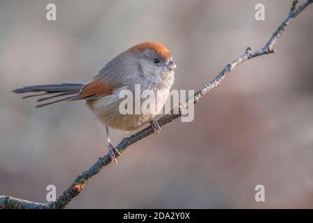 Weinkehlpapageienvogel (Sinosuthora webbiana, Paradoxornis webbianus), entflohen, auf einem Ast, Italien, Varese Stockfoto