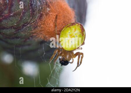 Gurkenspinne (Araniella cf. Alpica), Weibchen sitzt auf seinem Kokon auf einem Kegel, Deutschland Stockfoto