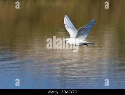 Elfenbeinmöwe (Pagophila eburnea), zweiter Winter gefiederte Elfenbeinmöwe, ein seltener arktischer Landstreifer nach Westeuropa, Frankreich Stockfoto