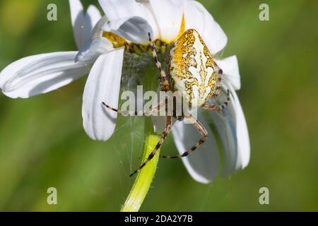 oakleaf Orbweaver (Araneus ceropegius, Aculepeira ceropegia), Weibchen auf einer Blume, Deutschland Stockfoto