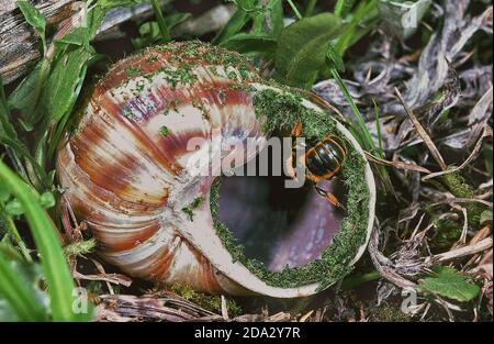 Goldgesäumte Freimaurerbiene (Osmia aurulenta, Helicosmia aurulenta), sitzt auf einer Schneckenschale einer Apfelschnecke, Deutschland Stockfoto