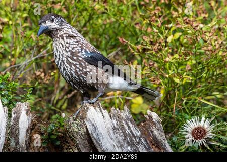 Gefleckte Nussknacker (Nucifraga caryocatactes), auf einer Wurzel, Schweiz, Graubünden, Arosa Stockfoto