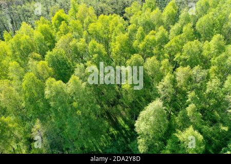 Birke, Silberbirke, Europäische Weißbirke, Weiße Birke (Betula pendula, Betula alba), Birkenwaldform oben, Luftaufnahme, Deutschland, Stockfoto