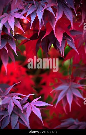 Acer palmatum in Herbstfarbe Nahaufnahme Stockfoto
