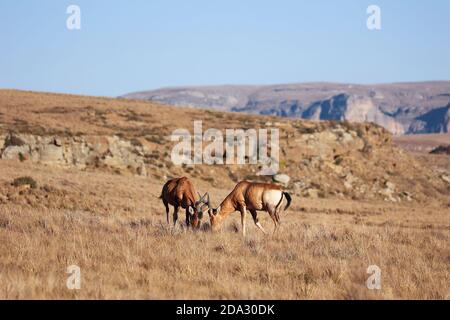 Zwei rote Hartebeestantilope, die auf dem Feld grasen. Rötlich-braune Tiere mit schwarzen Markierungen kontrastierend zum weißen Bauch und hinten, Stockfoto