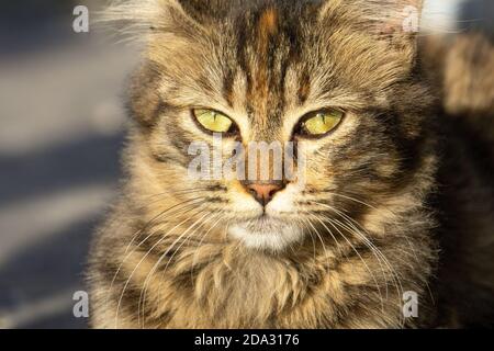 Street Cat in Istanbul. Ausruhende und entspannte Katzen auf den Straßen Istanbuls Stockfoto